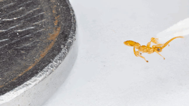 Masona uau apresenta características bem diferentes - Foto: Divulgação
