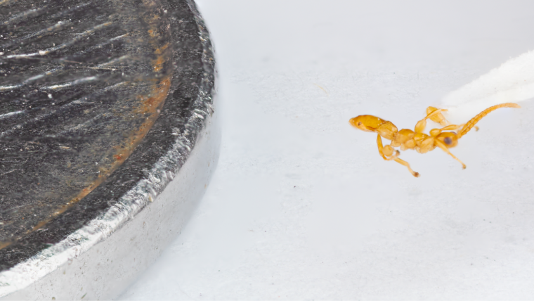 Masona uau apresenta características bem diferentes - Foto: Divulgação
