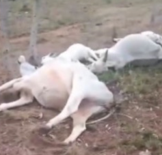 Raio mata 11 animais em fazenda de durante temporal no norte do Tocantins; VÍDEO
