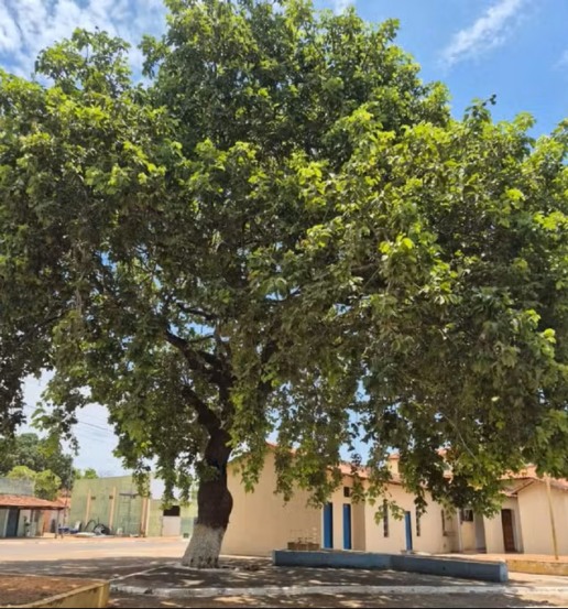 Prefeitura suspendeu autorização para derrubar pequizeiro em Santa Rosa do Tocantins — Foto: Arquivo Pessoal/Alcanja Pereira