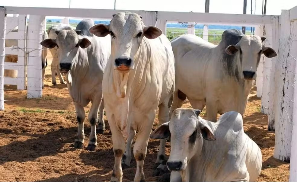 Rebanho no Tocantins — Foto: Delfino Miranda/Governo do Tocantins