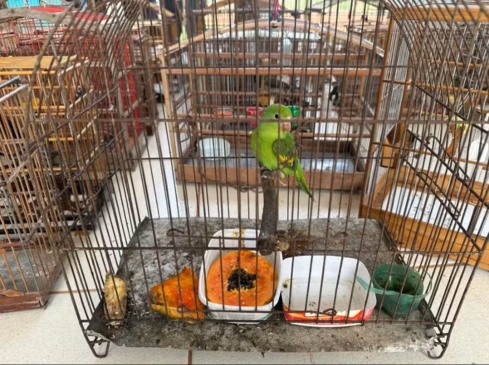 Apreensão de aves no Bico do Papagaio — Foto: Divulgação/Naturatins