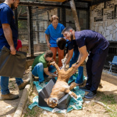 Caso clínico de onça-parda operada no TO é referência inédita na medicina veterinária brasileira
