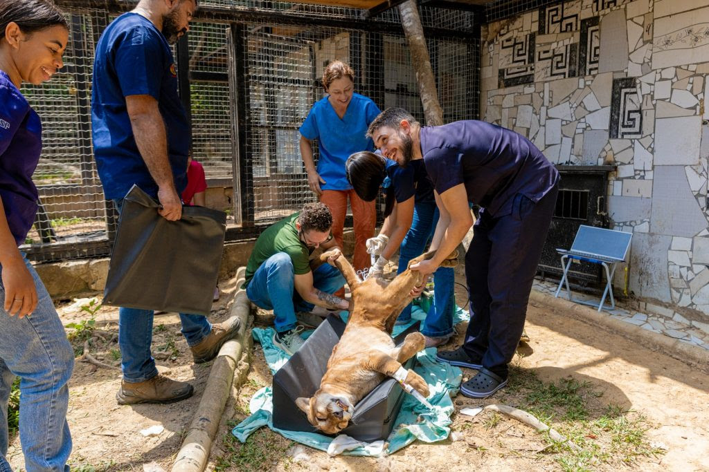 Caso clínico de onça-parda operada no TO é referência inédita na medicina veterinária brasileira