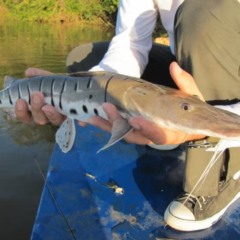 Peixe da espécie Pintado — Foto: Fábio Gamba/Governo do Tocantins