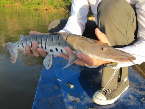 Peixe da espécie Pintado — Foto: Fábio Gamba/Governo do Tocantins