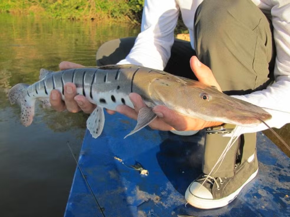Peixe da espécie Pintado — Foto: Fábio Gamba/Governo do Tocantins