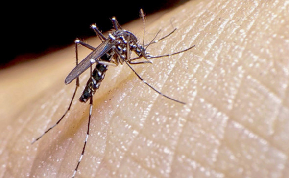 Aedes aegypti - Foto: Divulgação 