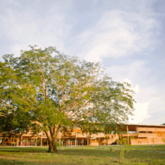 Crédito: Ronaldo Aguiar  