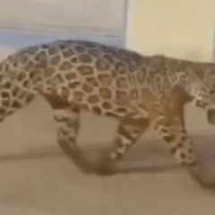 Vídeo mostra onça-pintada circulando no pátio da Usina Hidrelétrica de Lajeado