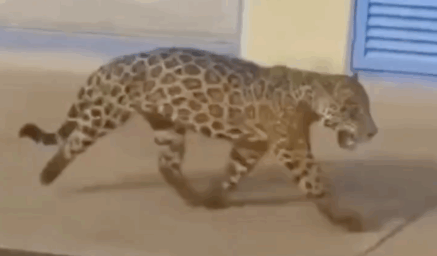Vídeo mostra onça-pintada circulando no pátio da Usina Hidrelétrica de Lajeado