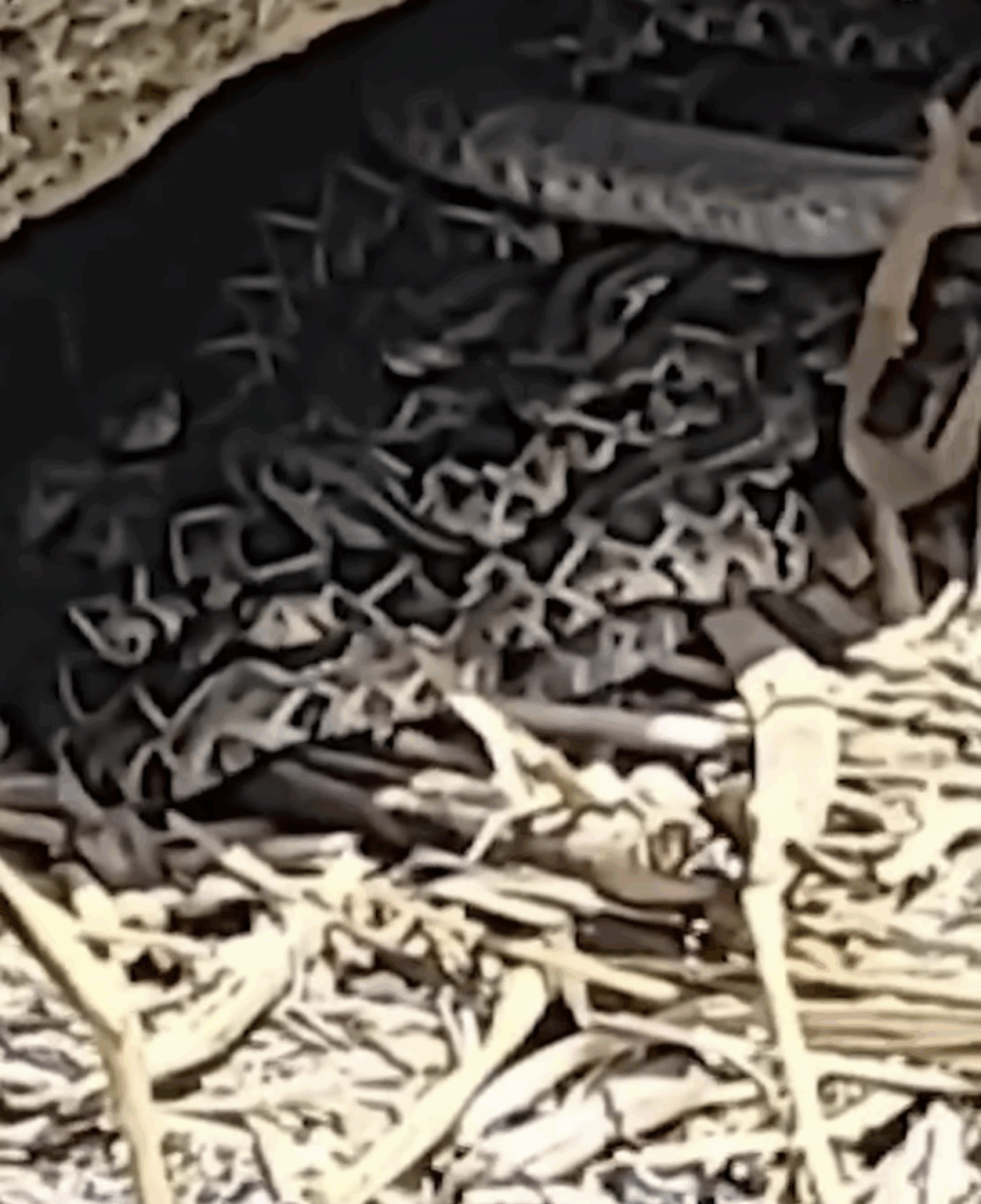 Menino de 9 anos encontra ninho mortal com 14 filhotes de cascavel no interior do TO; VÍDEO