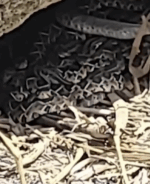 Menino de 9 anos encontra ninho mortal com 14 filhotes de cascavel no interior do TO; VÍDEO