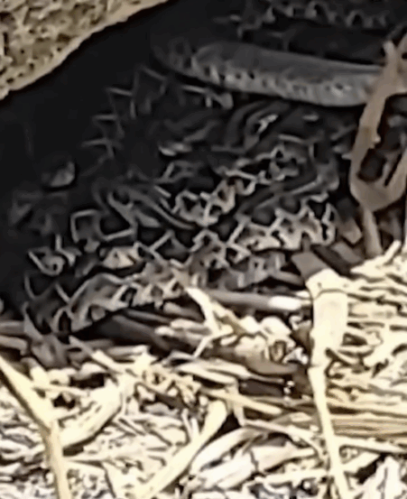 Menino de 9 anos encontra ninho mortal com 14 filhotes de cascavel no interior do TO; VÍDEO