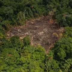 Resultado é o melhor registrado desde 2008. No Cerrado, a queda foi de 45% em comparação ao ano passado