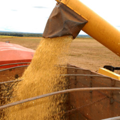 Soja impulsionou o bom resultado do estado no Produto Interno Brut - Foto:Adilvan Nogueira/Governo do Tocantins
