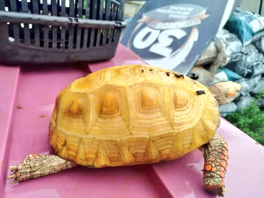 Jabuti albino raro é encontrado em Parque de Palmas e levado para estudo; internauta questiona resgate