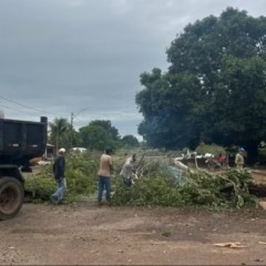 Ávores caem durante chuva forte em Palmeirante — Foto: Secretaria de Meio Ambiente de Palmeirante/Divulgação