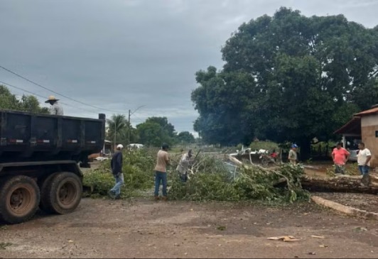 Ávores caem durante chuva forte em Palmeirante — Foto: Secretaria de Meio Ambiente de Palmeirante/Divulgação