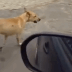 “Gangue” de caramelos adota família na prainha de Porto Nacional e rouba a cena; VÍDEO