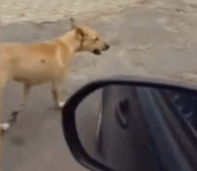 “Gangue” de caramelos adota família na prainha de Porto Nacional e rouba a cena; VÍDEO