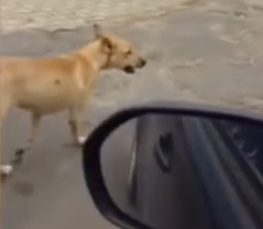 “Gangue” de caramelos adota família na prainha de Porto Nacional e rouba a cena; VÍDEO