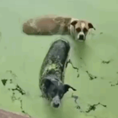 Amigos mergulham em piscina abandonada e suja e salvam cães no interior do TO; VÍDEO