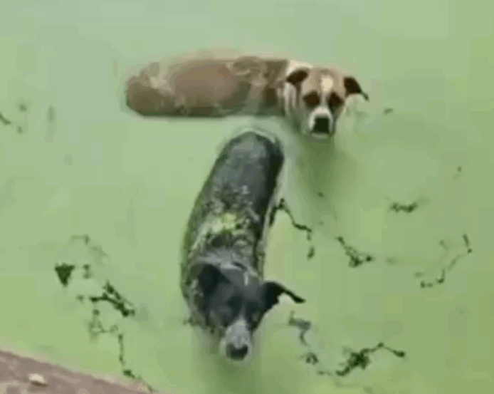 Amigos mergulham em piscina abandonada e suja e salvam cães no interior do TO; VÍDEO
