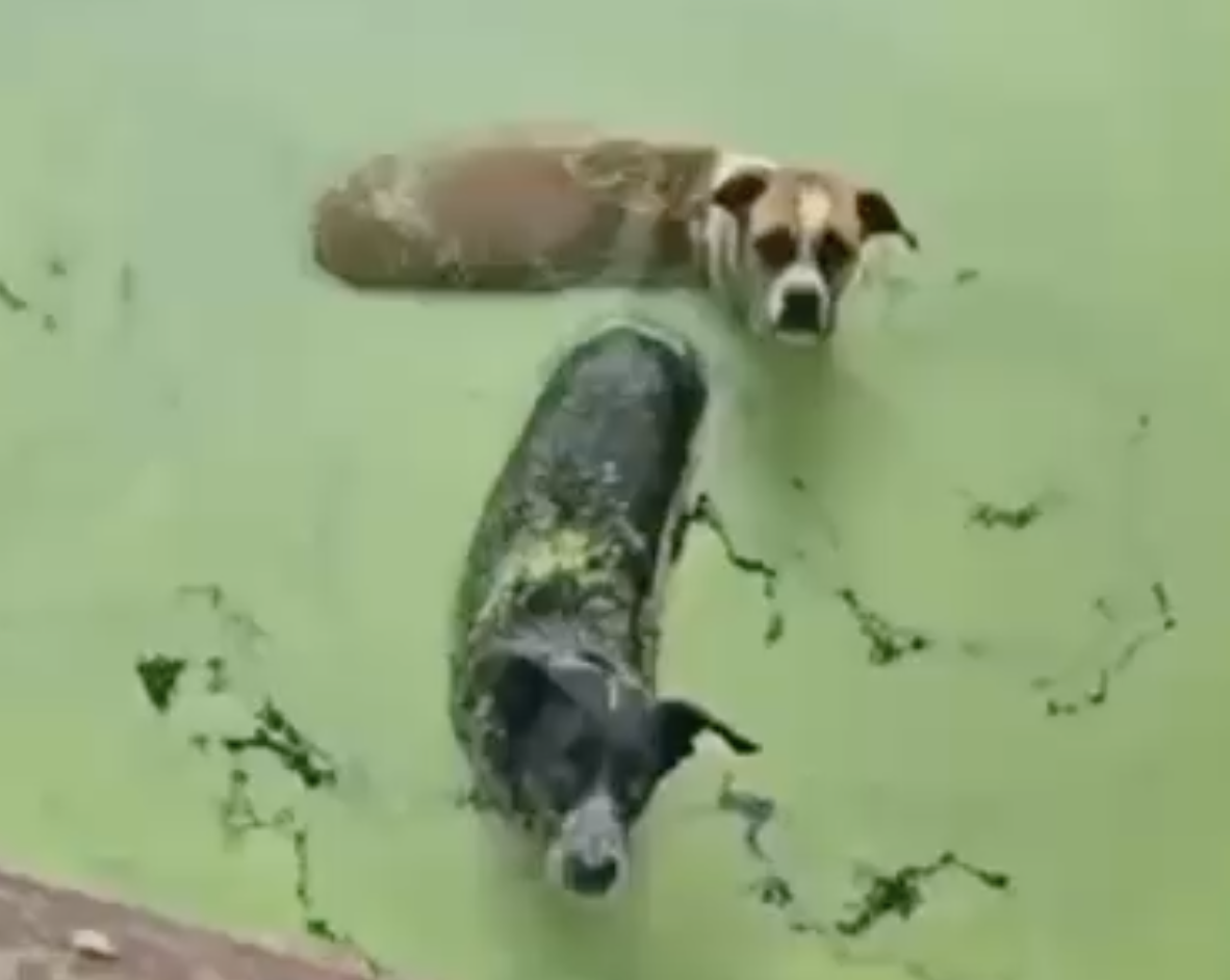 Amigos mergulham em piscina abandonada e suja e salvam cães no interior do TO; VÍDEO