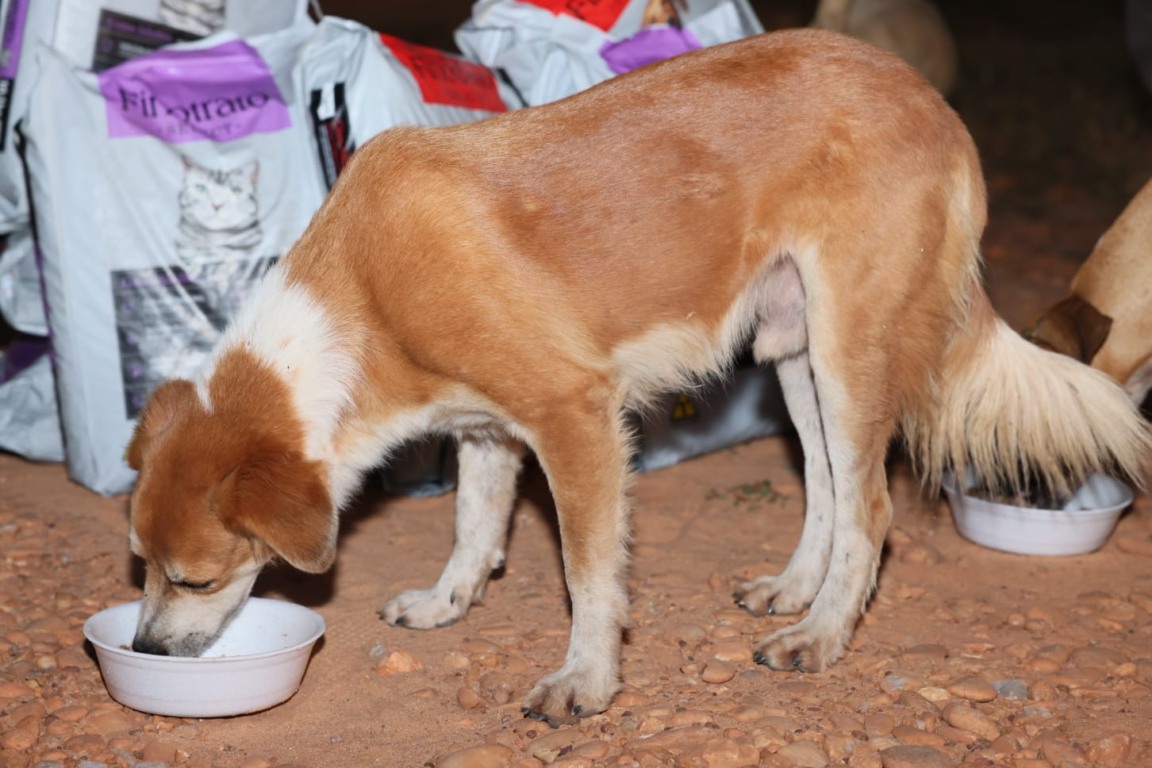 Dia 8: Palmas lança programa Tigela Cheia e realiza posse do Conselho Municipal de Proteção e Defesa dos Animais
