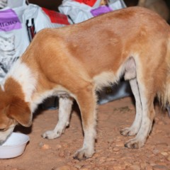 Dia 8: Palmas lança programa Tigela Cheia e realiza posse do Conselho Municipal de Proteção e Defesa dos Animais