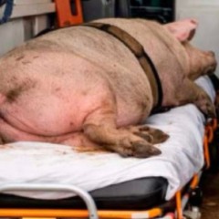 Ap&oacute;s repercuss&atilde;o negativa, Prefeitura de Sampaio retifica nota e agora afirma que imagem de ambul&acirc;ncia com porco &eacute; montagem por IA