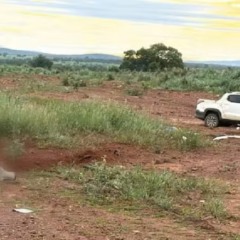 O animal tamb&eacute;m n&atilde;o resistiu e morreu no local &mdash; Foto: Reprodu&ccedil;&atilde;o/TV Anhanguera