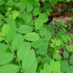 Foto: Wikimedia Commons