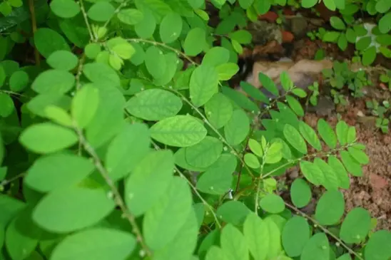 Foto: Wikimedia Commons