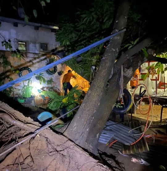 Árvore caiu durante forte chuva em Palmas (TO) — Foto: Divulgação/Bombeiros