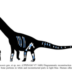Dasosaurus tocantinensis: dinossauro batizado em homenagem ao Estado revela conex&atilde;o pr&eacute;-hist&oacute;rica com a Europa e &Aacute;frica