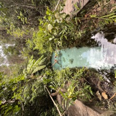 Fervedouro Buritizinho - Jalap&atilde;o - Foto @MarcoJacobBrasil