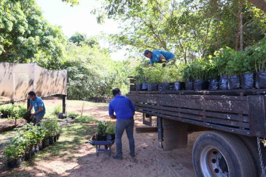 Mudas de árvores frutíferas e nativas no Viveiro Municipal de Palmas - Foto Francisco Barros