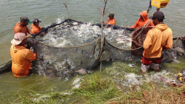 Com mais de 20 mil toneladas, Tocantins fica em 4º lugar no ranking nacional da piscicultura