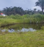 Ataque de abaelhas deixa uma pessoa morta &mdash; Foto: Corpo de Bombeiros/Divulga&ccedil;&atilde;o