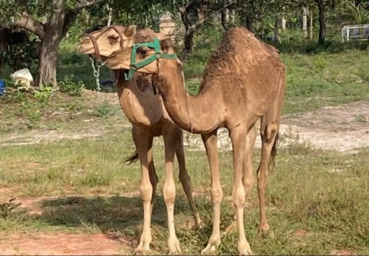 Camelos transportados para Tocantins viviam no Rio Grande do Norte — Foto: Cleide Gomes/Arquivo pessoal