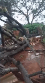 Temporal derruba &aacute;rvores e destr&oacute;i estrutura de abrigo com mais de 200 c&atilde;es em Palmas