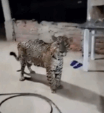 On&ccedil;a-pintada surge na varanda de casa e surpreende moradores no Jalap&atilde;o; V&Iacute;DEO