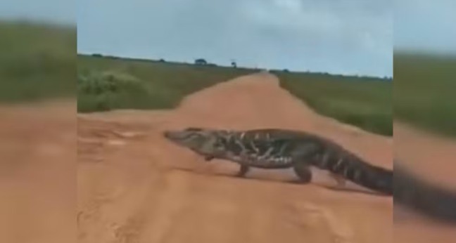 Espécie pode ultrapassar os quatro metros de comprimento e é considerada o maior jacaré das Américas — Foto: Reprodução/Instagram de Formoso Alerta
