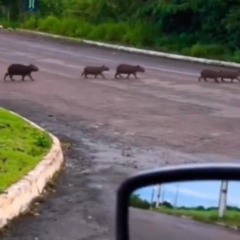 Capivara e filhotes d&atilde;o &ldquo;passeio&rdquo; e encantam moradores de cidade no TO; V&Iacute;DEO