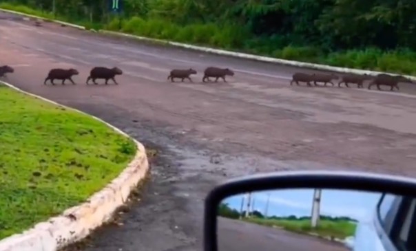 Capivara e filhotes dão “passeio” e encantam moradores de cidade no TO; VÍDEO