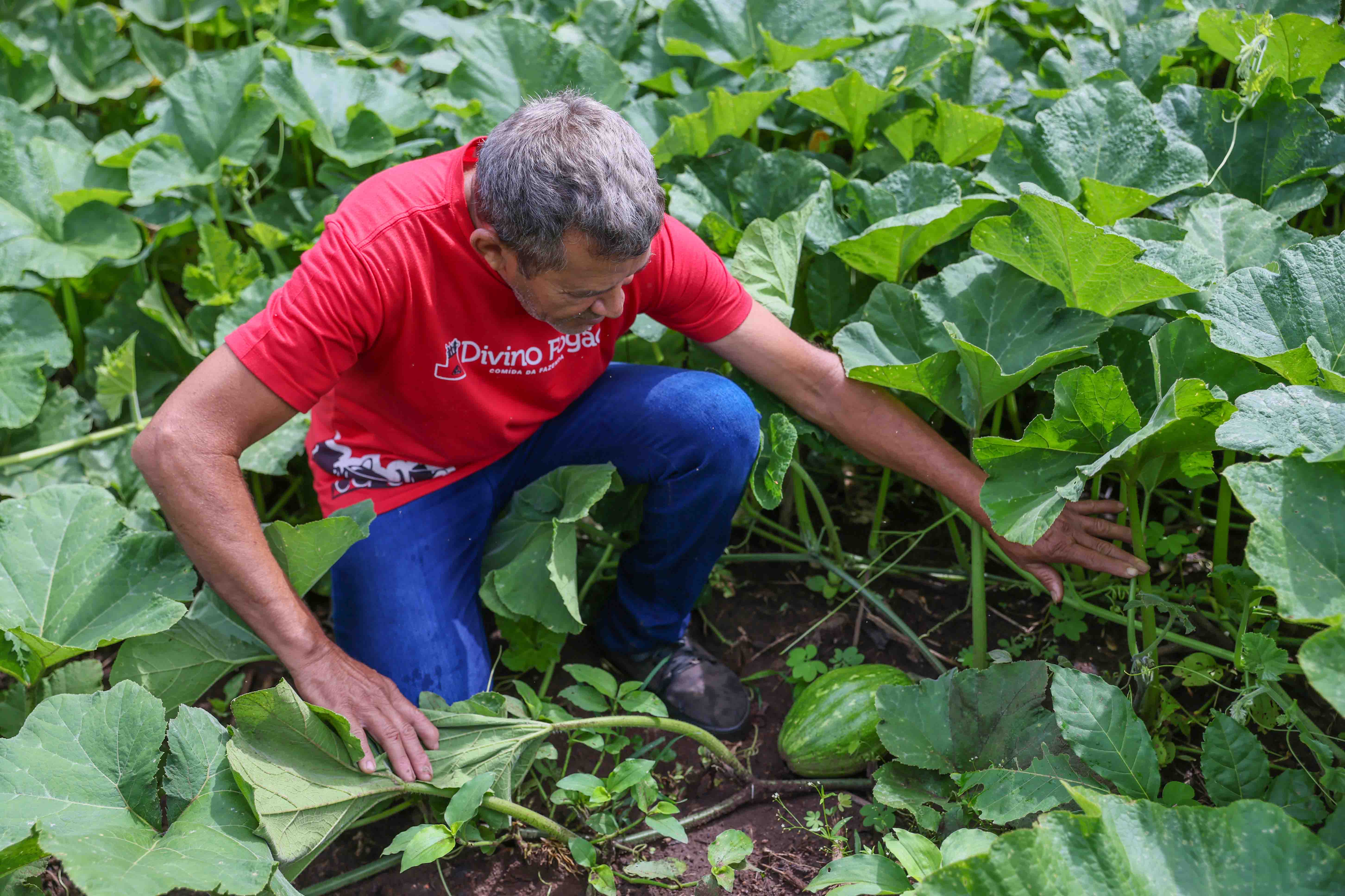 Prefeitura inaugura nesta terça-feira Central para fortalecer produção e comercialização da agricultura familiar em Palmas