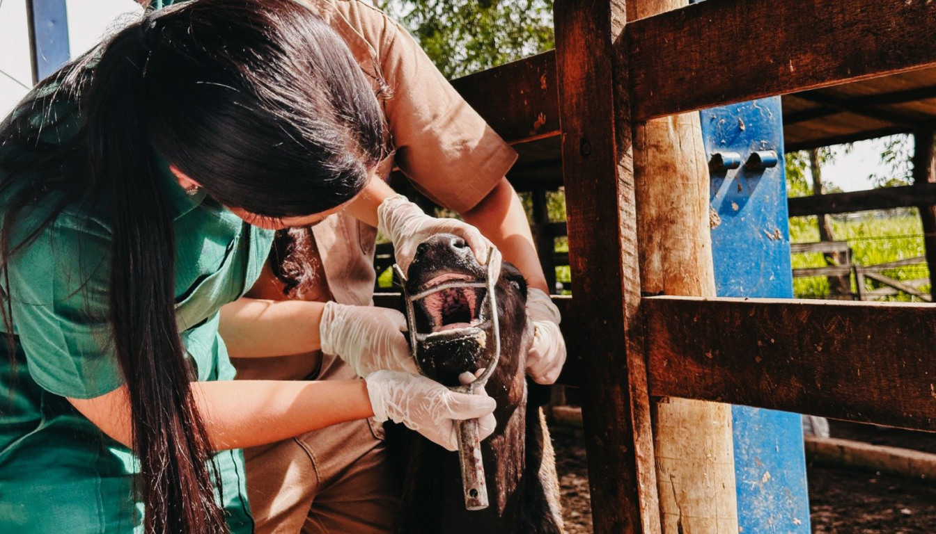 Vigilância ativa em febre aftosa realizada pelos médicos-veterinários da Adapec verifica sinais clínicos nos animais - Foto: Majuh Souza/Governo do Tocantins
