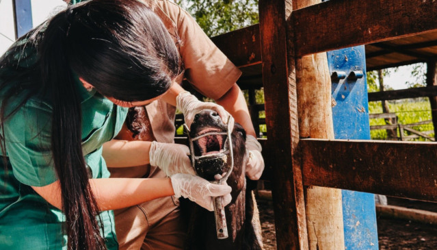 Vigilância ativa em febre aftosa realizada pelos médicos-veterinários da Adapec verifica sinais clínicos nos animais - Foto: Majuh Souza/Governo do Tocantins